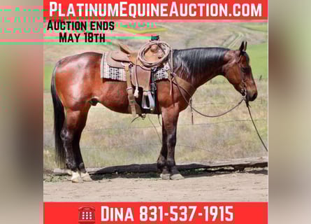 American Quarter Horse, Gelding, 9 years, 15 hh, Roan-Bay