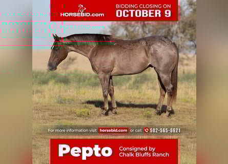 American Quarter Horse, Gelding, 9 years, 15 hh, Roan-Red