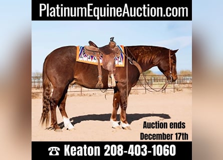 American Quarter Horse, Gelding, 9 years, 15 hh, Roan-Red
