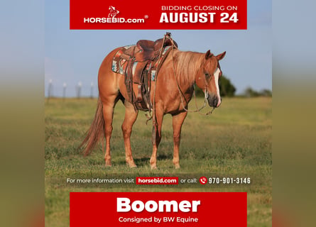 American Quarter Horse, Gelding, 9 years, 15 hh, Sorrel