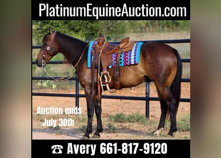 American Quarter Horse, Gelding, 9 years, 15,1 hh, Bay