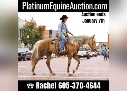 American Quarter Horse, Gelding, 9 years, 15,1 hh, Palomino