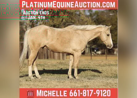 American Quarter Horse, Gelding, 9 years, 15,1 hh, Palomino