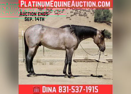 American Quarter Horse, Gelding, 9 years, 15,1 hh, Roan-Blue