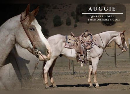 American Quarter Horse, Gelding, 9 years, 15,1 hh, Roan-Red