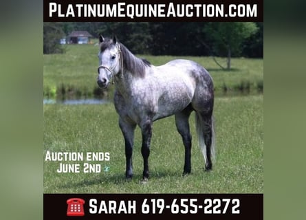 American Quarter Horse, Gelding, 9 years, 15,2 hh, Gray-Dapple