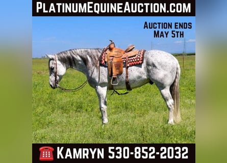 American Quarter Horse, Gelding, 9 years, 15,2 hh, Gray