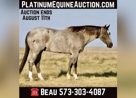 American Quarter Horse, Gelding, 9 years, 15,2 hh, Roan-Red