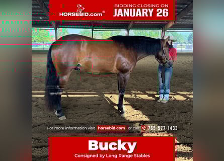 American Quarter Horse, Gelding, 9 years, 15,3 hh, Bay