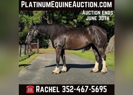 American Quarter Horse, Gelding, 9 years, 16.3 hh, Black