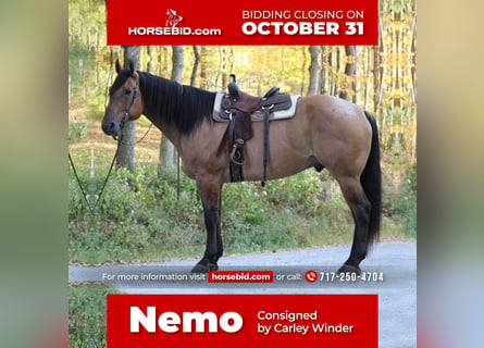 American Quarter Horse, Gelding, 9 years, 16.3 hh