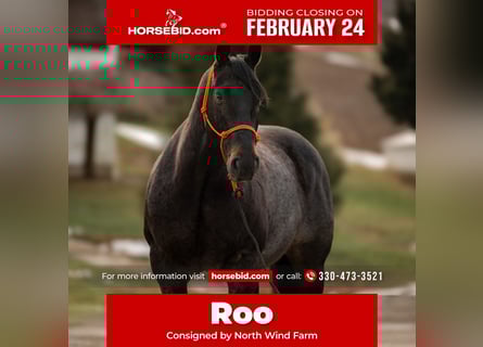 American Quarter Horse, Gelding, 9 years, 16 hh, Roan-Blue