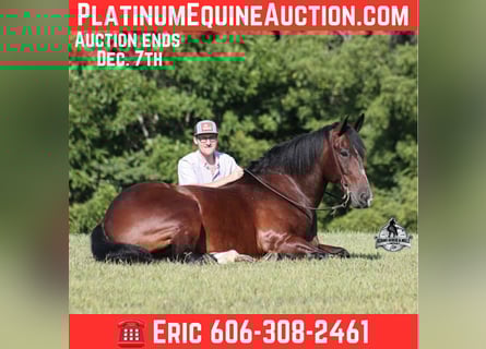 American Quarter Horse, Gelding, 9 years, 16,2 hh, Bay