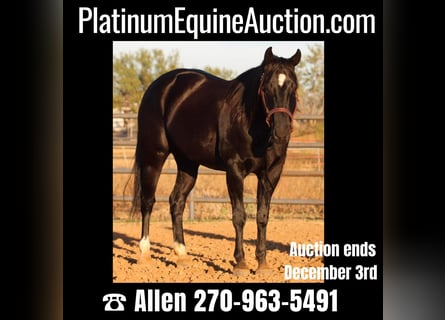 American Quarter Horse, Gelding, 9 years, Black