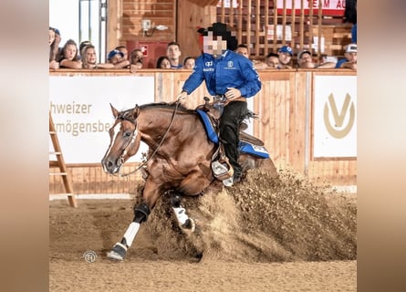 American Quarter Horse, Gelding, 9 years, Brown