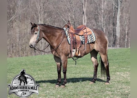 American Quarter Horse, Gelding, 9 years, Buckskin