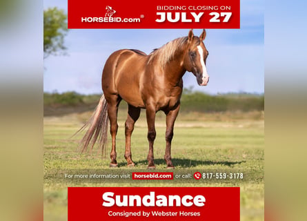American Quarter Horse, Gelding, 9 years, Palomino