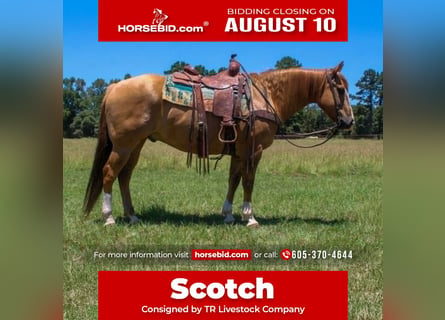 American Quarter Horse, Gelding, 9 years, Red Dun