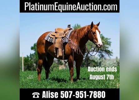 American Quarter Horse, Gelding, 9 years, Sorrel