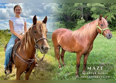 American Quarter Horse, Giumenta, 10 Anni, 142 cm, Sauro scuro