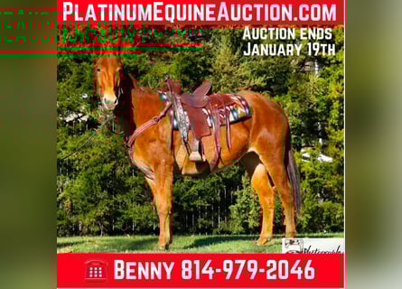 American Quarter Horse, Giumenta, 10 Anni, 152 cm, Sauro scuro