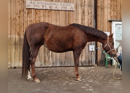 American Quarter Horse, Giumenta, 10 Anni, 160 cm, Sauro scuro