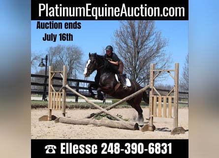 American Quarter Horse, Giumenta, 10 Anni, 168 cm, Morello