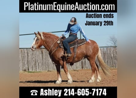 American Quarter Horse, Giumenta, 10 Anni, Sauro ciliegia