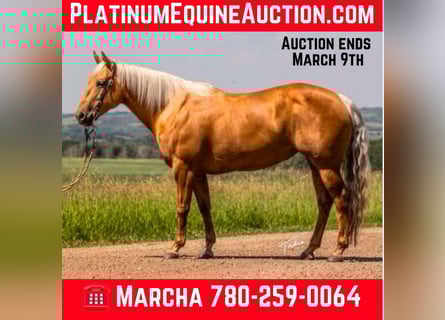 American Quarter Horse, Giumenta, 11 Anni, 147 cm, Palomino