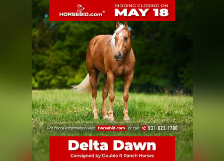 American Quarter Horse, Giumenta, 11 Anni, 152 cm, Palomino