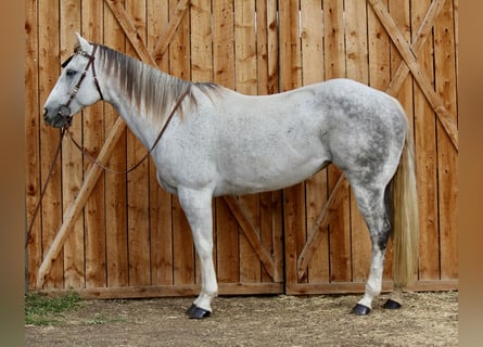 American Quarter Horse, Giumenta, 11 Anni, 155 cm, Grigio pezzato