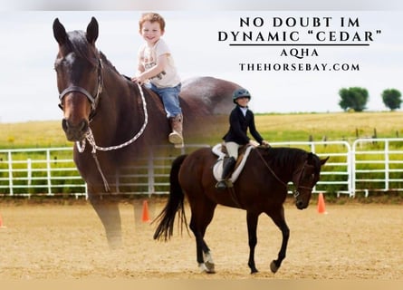 American Quarter Horse, Giumenta, 11 Anni, 157 cm, Baio ciliegia