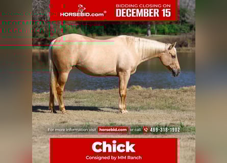 American Quarter Horse, Giumenta, 11 Anni, 157 cm, Palomino