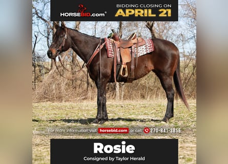 American Quarter Horse, Giumenta, 11 Anni, 163 cm, Baio