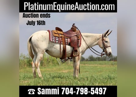 American Quarter Horse, Giumenta, 12 Anni, 137 cm, Sauro scuro