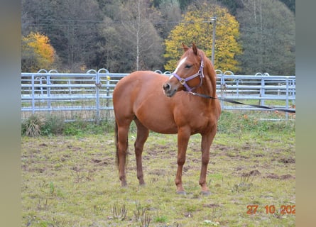 American Quarter Horse, Giumenta, 12 Anni, 145 cm, Sauro