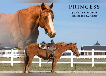 American Quarter Horse, Giumenta, 12 Anni, 150 cm, Palomino