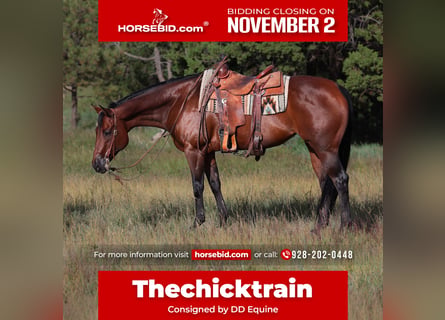 American Quarter Horse, Giumenta, 12 Anni, Baio ciliegia