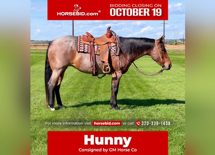 American Quarter Horse, Giumenta, 12 Anni, Baio roano