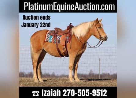 American Quarter Horse, Giumenta, 12 Anni, Palomino