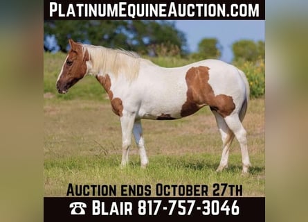 American Quarter Horse, Giumenta, 12 Anni, Tobiano-tutti i colori