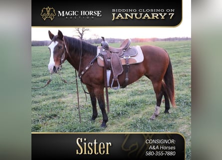 American Quarter Horse, Giumenta, 13 Anni, 142 cm, Baio ciliegia