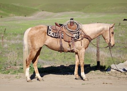 American Quarter Horse, Giumenta, 13 Anni, 150 cm, Palomino