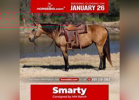 American Quarter Horse, Giumenta, 13 Anni, 150 cm, Pelle di daino