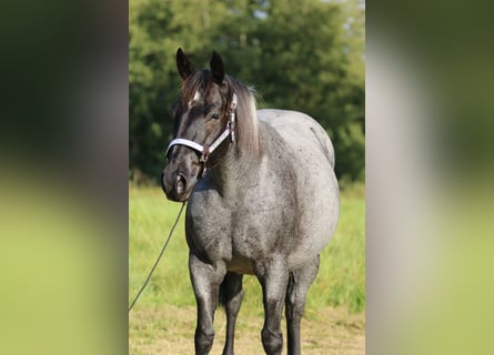 American Quarter Horse, Giumenta, 13 Anni, 150 cm, Roano blu