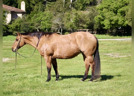 American Quarter Horse, Giumenta, 13 Anni, 152 cm, Falbo