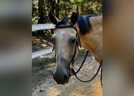 American Quarter Horse, Giumenta, 13 Anni, 152 cm, Pelle di daino