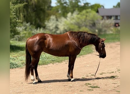 American Quarter Horse, Giumenta, 14 Anni, 145 cm, Sauro ciliegia