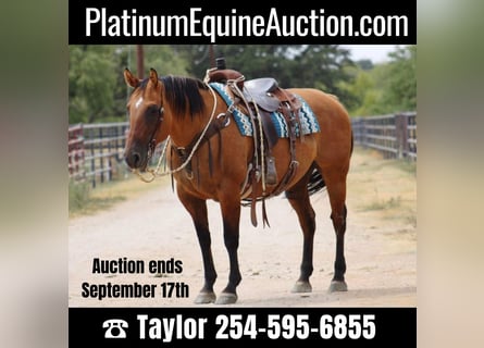 American Quarter Horse, Giumenta, 14 Anni, 147 cm, Falbo