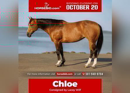 American Quarter Horse, Giumenta, 14 Anni, 147 cm, Pelle di daino